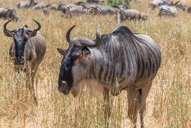 3 Days Honeymoon Safari
