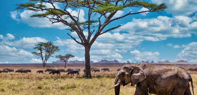 Tarangire National Park