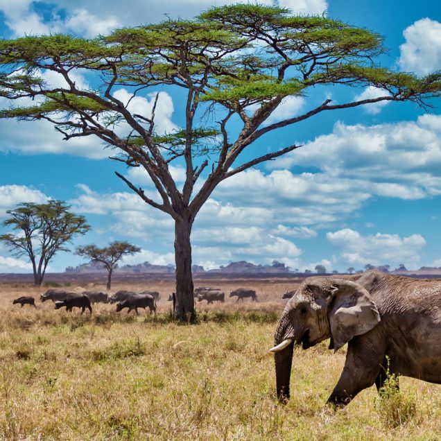 Tarangire National Park