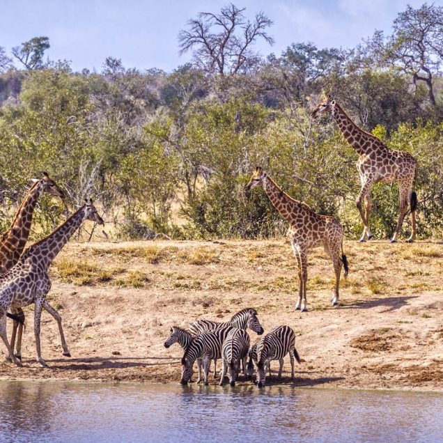 Manyara NP