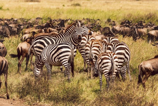 4 Days Tanzania Secrets Safari