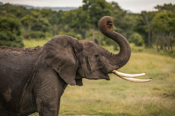 13 Days Tanzania Safari & Zanzibar Holiday