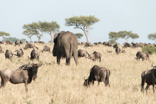 4 Days Tanzania Safari Extension Two Northern Parks