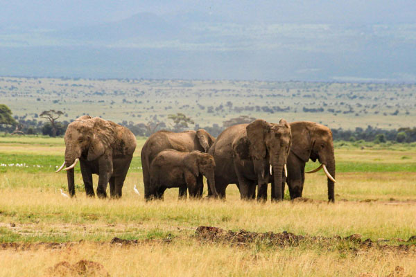 15 Days Tanzania Safari & Zanzibar Beach Holiday