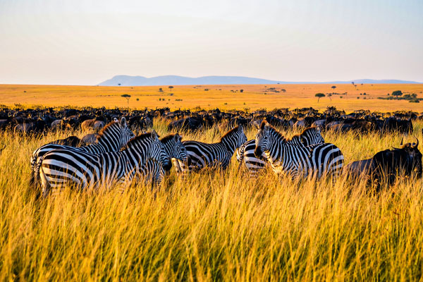 9 Days Tanzania Diamond Luxury Safari