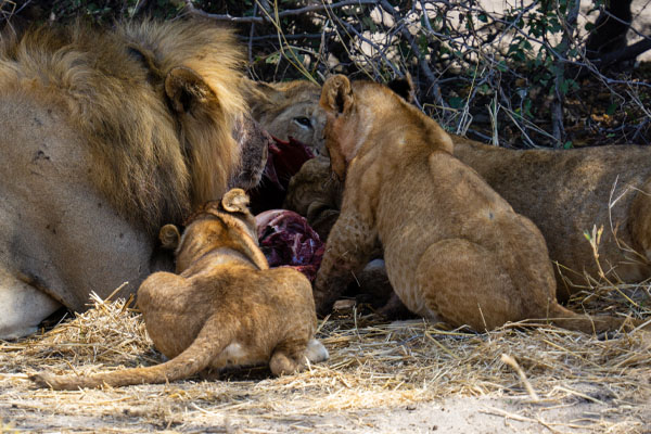 5 Days Tanzania Wildlife Safari