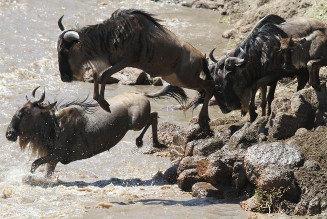 12 Days Tanzania Honeymoon Safari & Zanzibar Beach Holiday