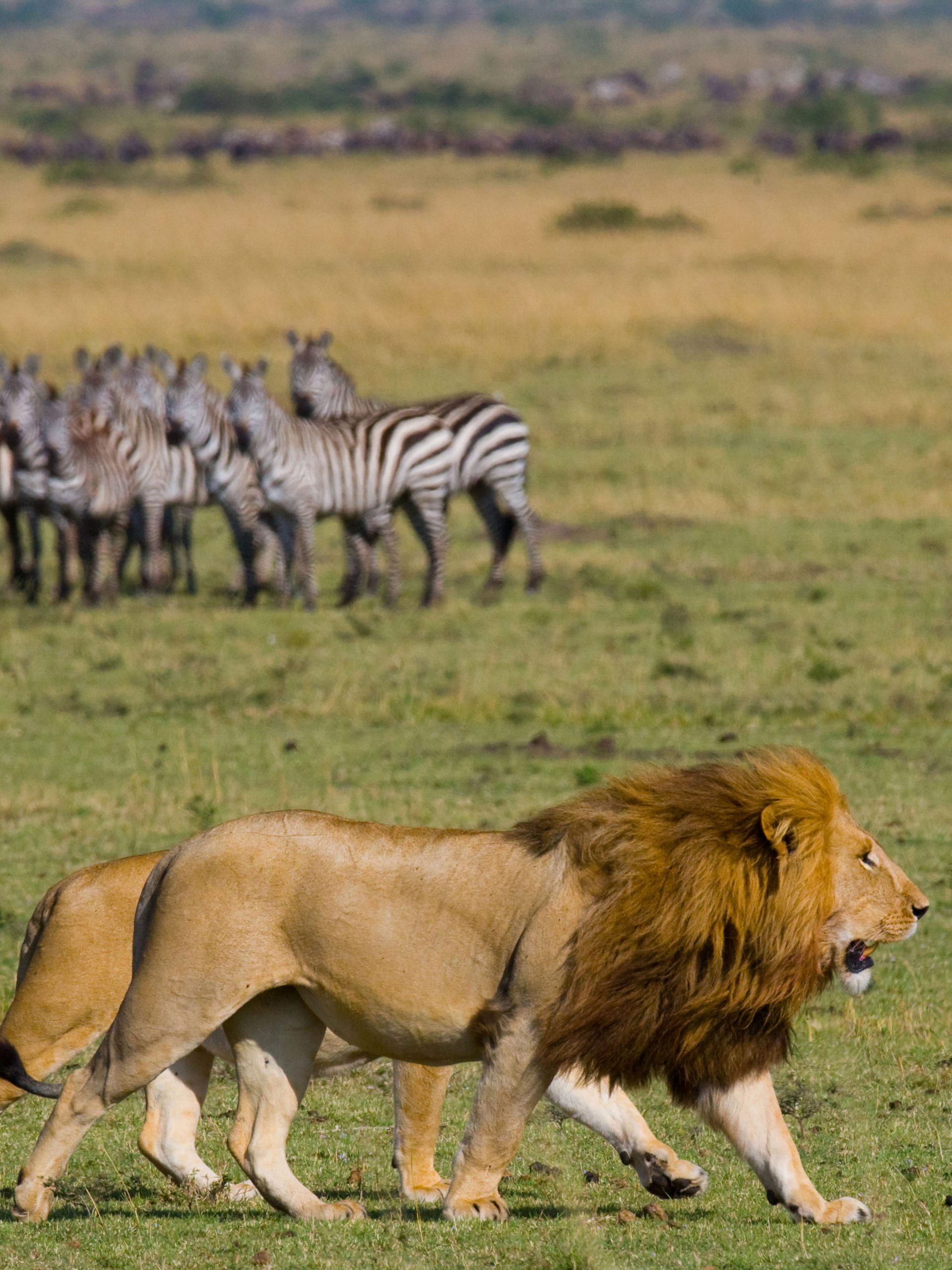 Wildlife Safari Tanzania