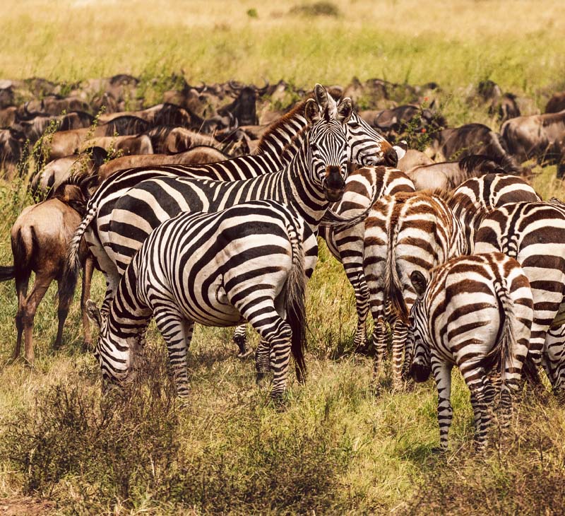 Safari